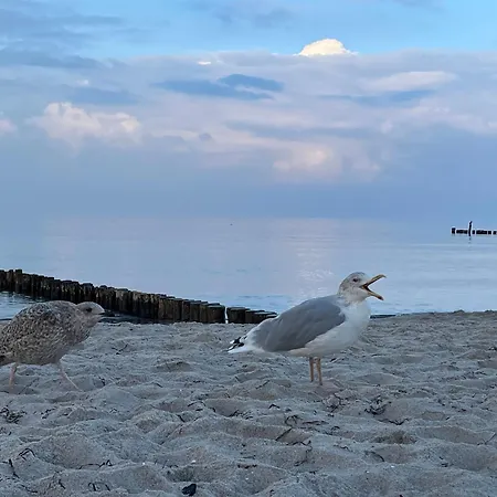 Appartementhaus 6 - Urlaub Zwischen & Bodden Zingst